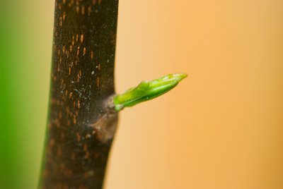 Franklinia alatamaha - franklinie americká - pupen rašící